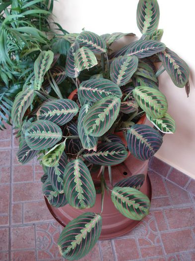 aprilie 2015 - maranta tricolor