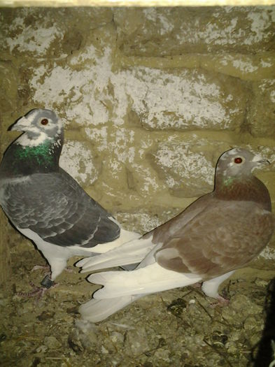 perechea nr 6; pereche 2012
