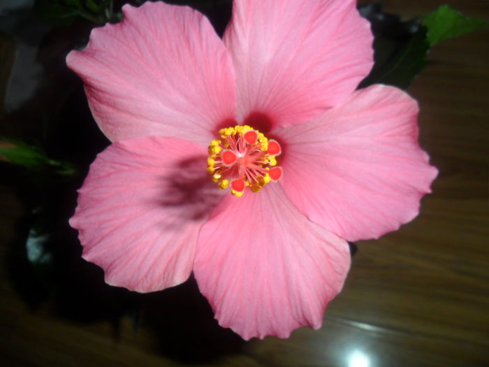 SAM_4255 - hibiscusi2015-1