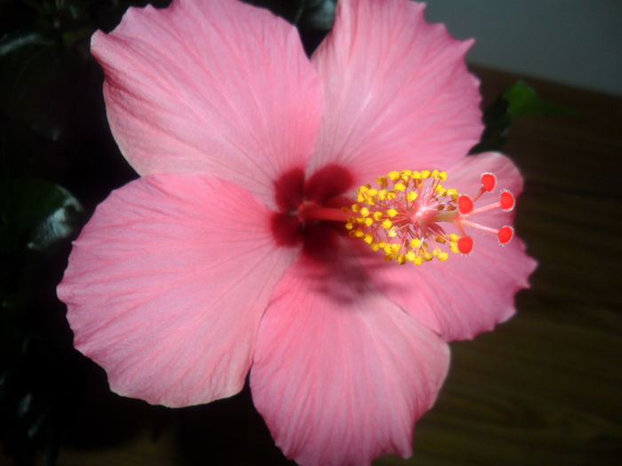 SAM_4256 - hibiscusi2015-1