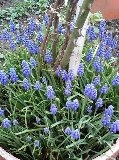 grup muscari albastri - flori de gradina 2015