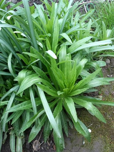 campanula alba - flori de gradina 2015