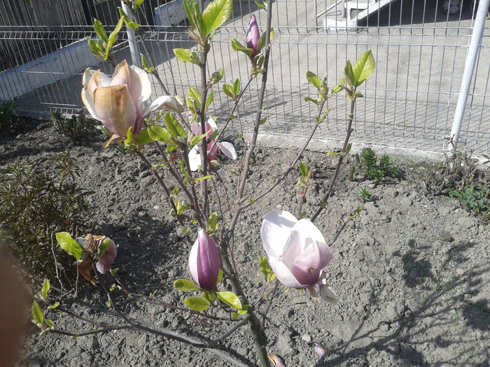 magnolie; pentru prima data cu flori.
