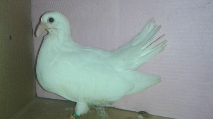 20150418 si eu sunt tot de 2015