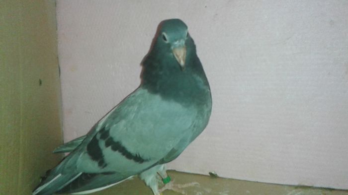 20150418 hop si eu dupa fratele meu