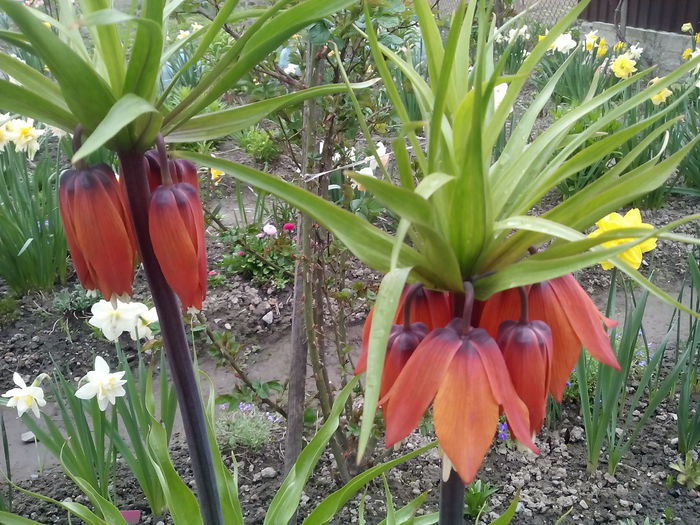 Fritillaria