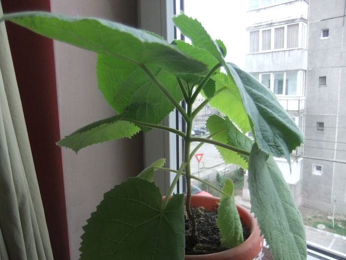 DSCF9233 - Paulownia 2015