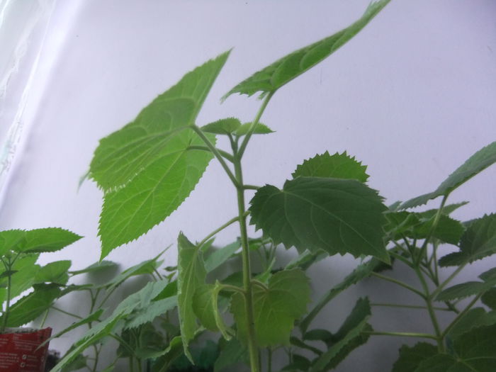DSCF9231 - Paulownia 2015
