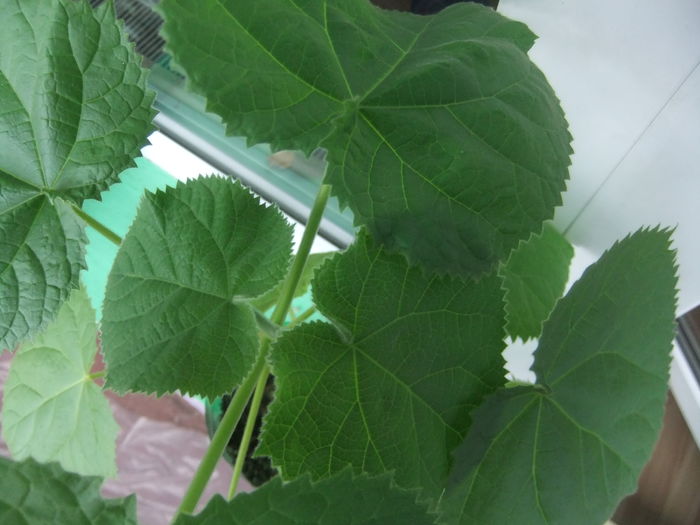 DSCF9229 - Paulownia 2015