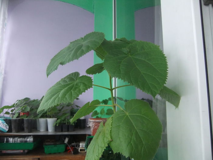 DSCF9228 - Paulownia 2015