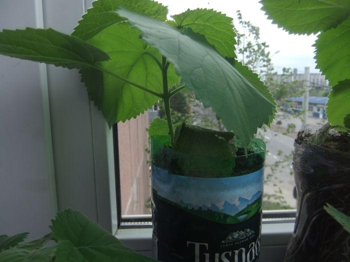 DSCF9225 - Paulownia 2015