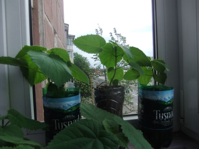 DSCF9224 - Paulownia 2015