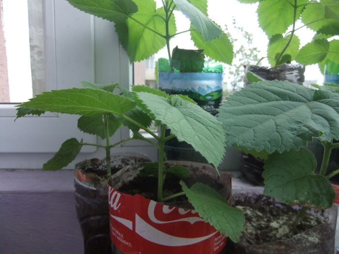 DSCF9223 - Paulownia 2015