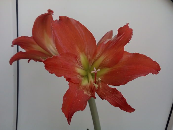 IMG_20150418_164654 - 2015 Amaryllis