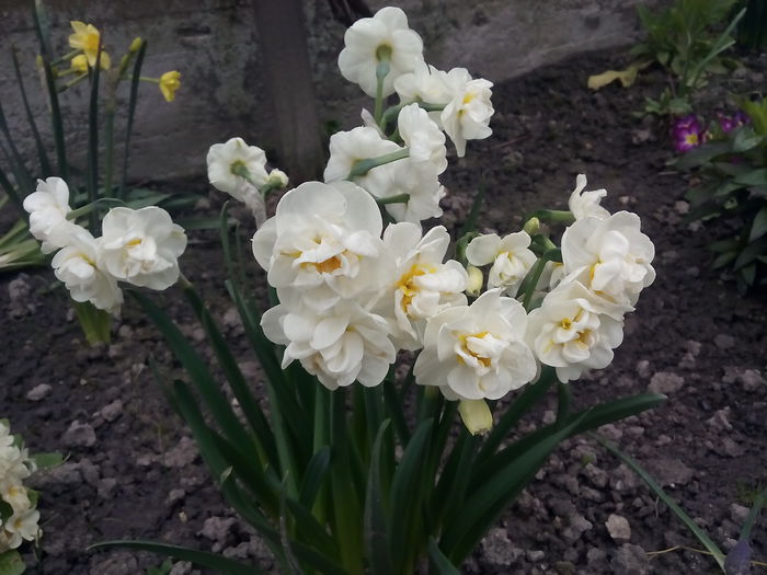 Cheerfulness