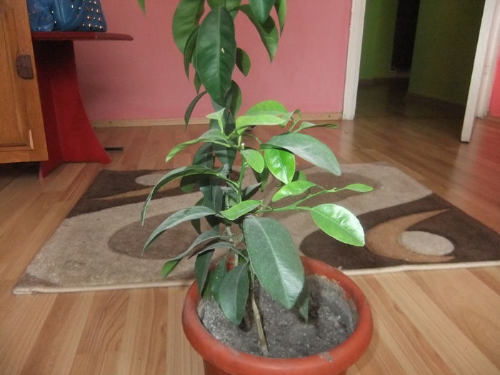 DSCF9237 - clementin