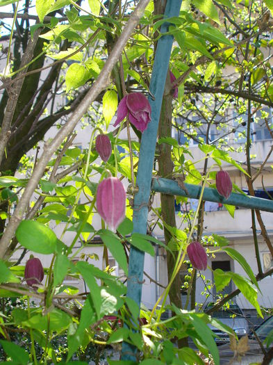 DSC06110 - Gradina 2015