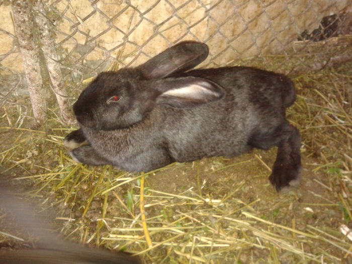 pui la 2 luni ,peste2,5kg