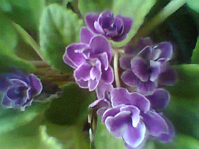 Midnight Treasure - Violete 2015