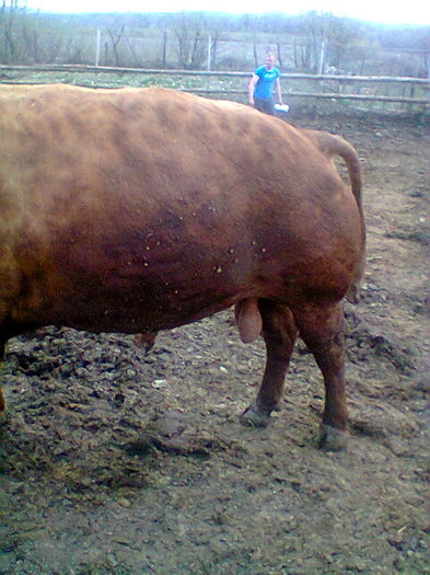 Fotogr.0049 - vaci angus