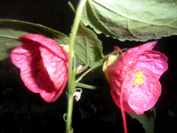 SAM_4091