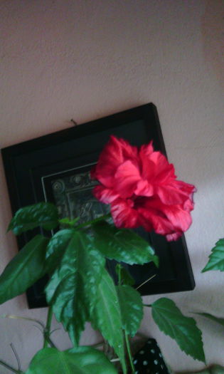 IMG_20150418_145030[1]