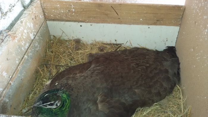 Prima closca aprilie 2015