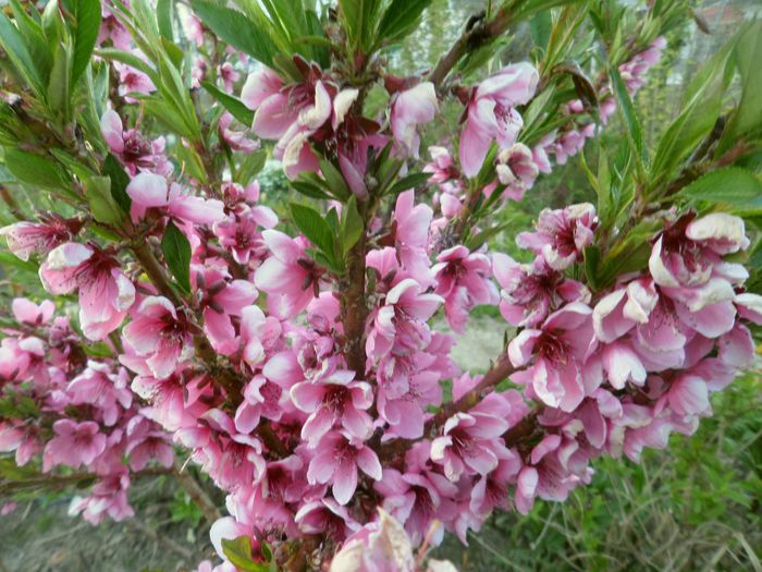Nectarin pitic - Gradina cu flori 2015