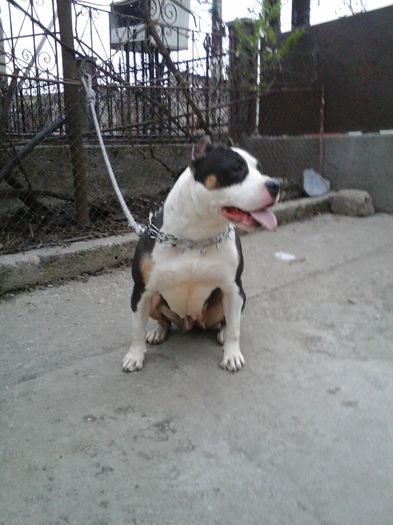 20150418_195046 - PITBULL VEGA Poze noi