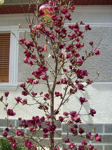 Magnolia genie-2015