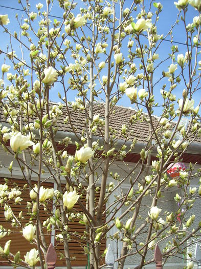 Magnolia Yellow River-2015