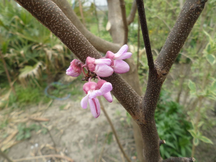 Cercis Siliquastrum - Arborele Iudei - Gradina cu flori 2015