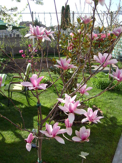 Magnolia Heaven Scent-2015 - Magnolia HEAVEN SCENT pe tulpina inalta -evolutie 2011