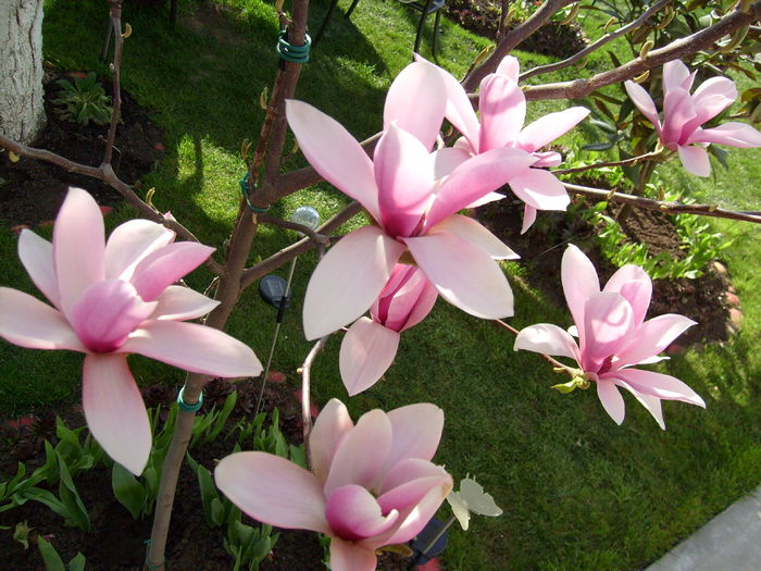 Magnolia Heaven Scent-2015 - Magnolia HEAVEN SCENT pe tulpina inalta -evolutie 2011