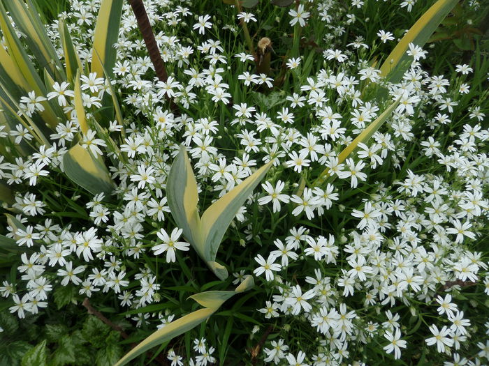 Cerastium Tomentosum - Gradina cu flori 2015