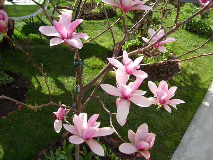 Magnolia Heaven Scent-2015