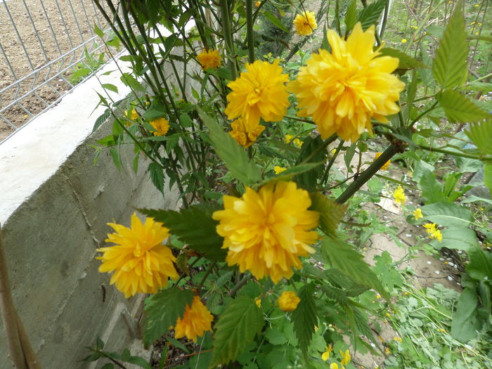Kerria - Gradina cu flori 2015