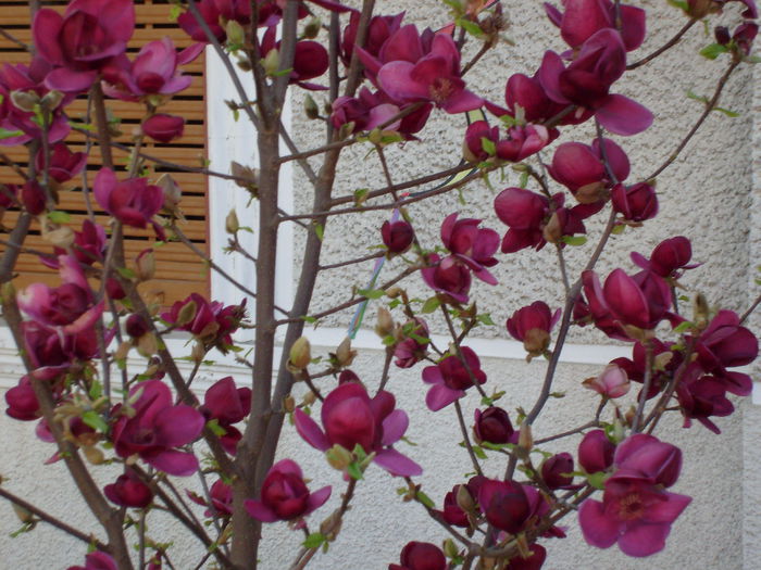 Magnolia genie-2015