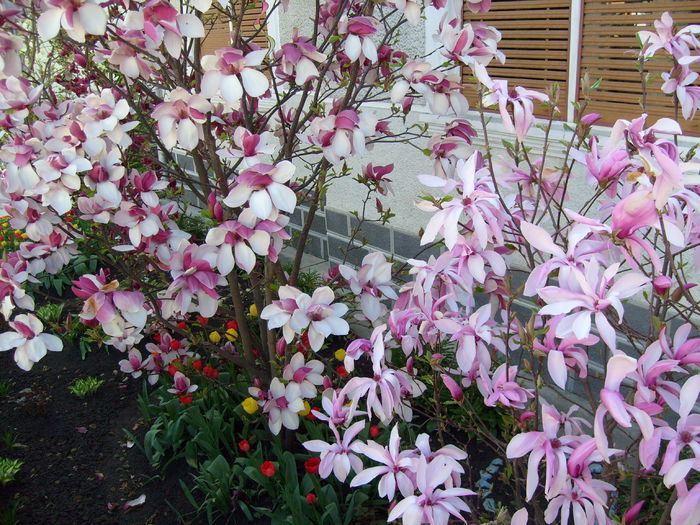 Magnolia Betty-2015