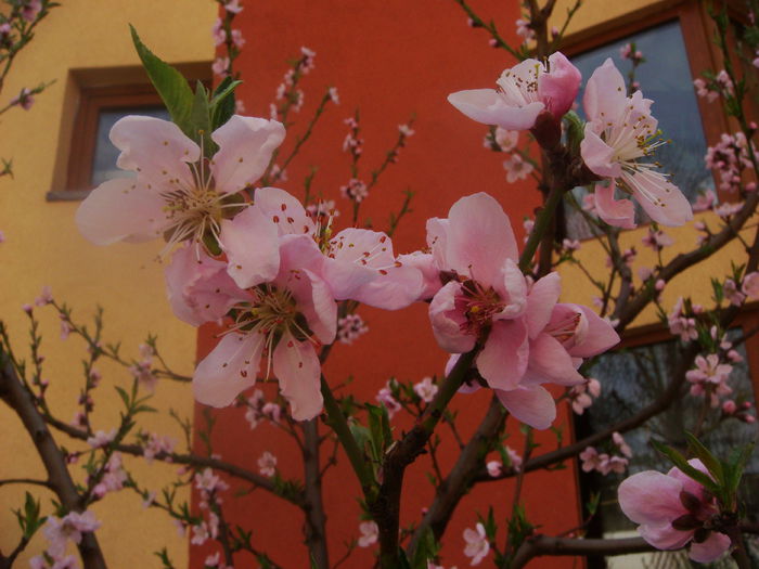flori de piersic 2015-04-16 (3) - Primavara a venit