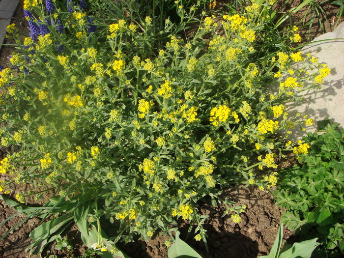 Alyssum saxatile 2015-04-16