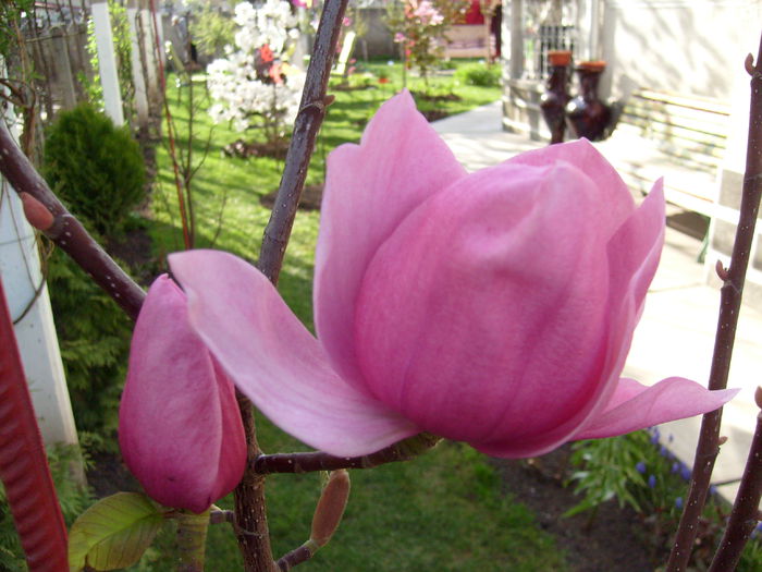 Magnolia Brixton Belle-2015