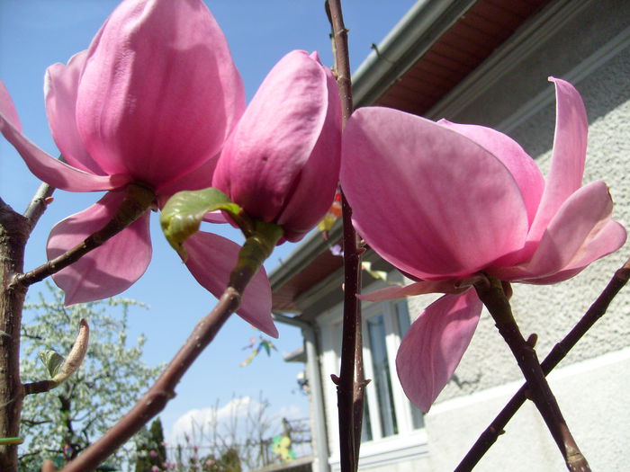 Magnolia Brixton Belle-2015