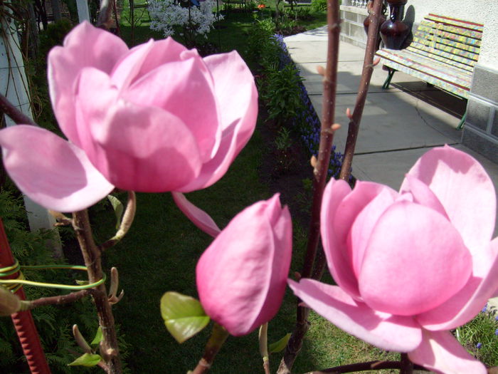 Magnolia Brixton Belle-2015