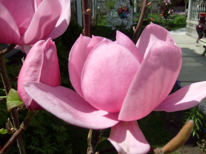 Magnolia Brixton Belle-2015