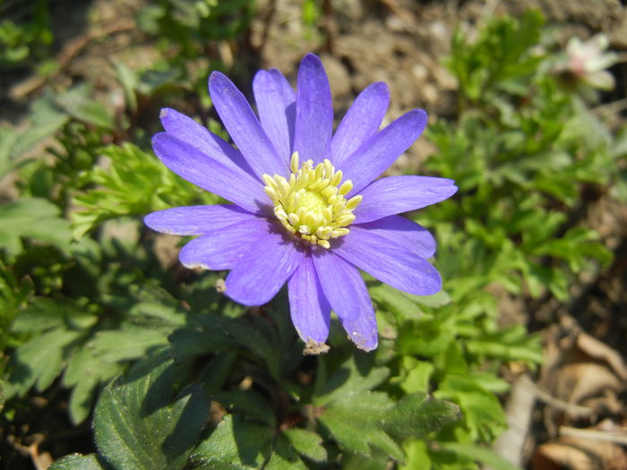 Anemone Blue Shades (2015, April 13) - Anemone Blue Shades