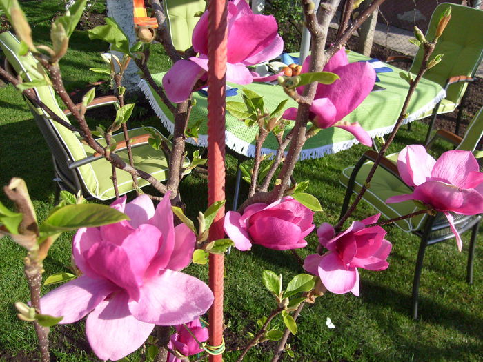 Magnolia Cleopatra-2015 - Magnolia CLEOPATRA -evolutie 2012