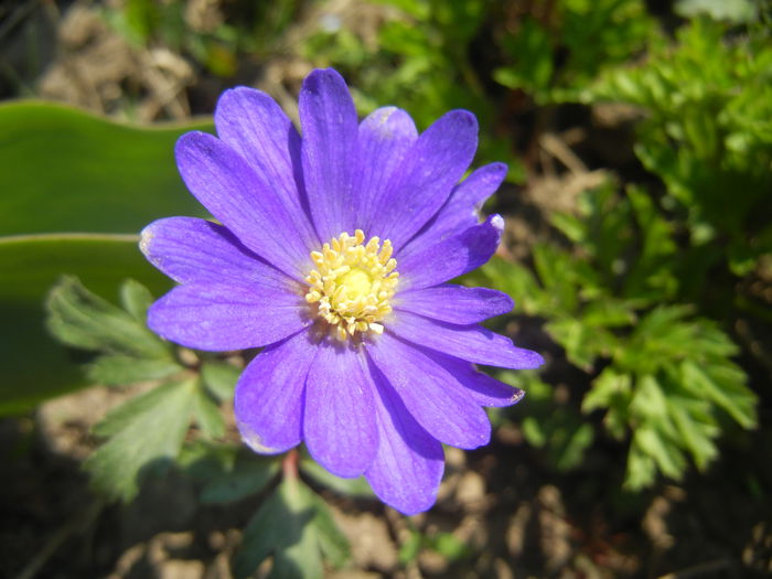 Anemone Blue Shades (2015, April 13) - Anemone Blue Shades