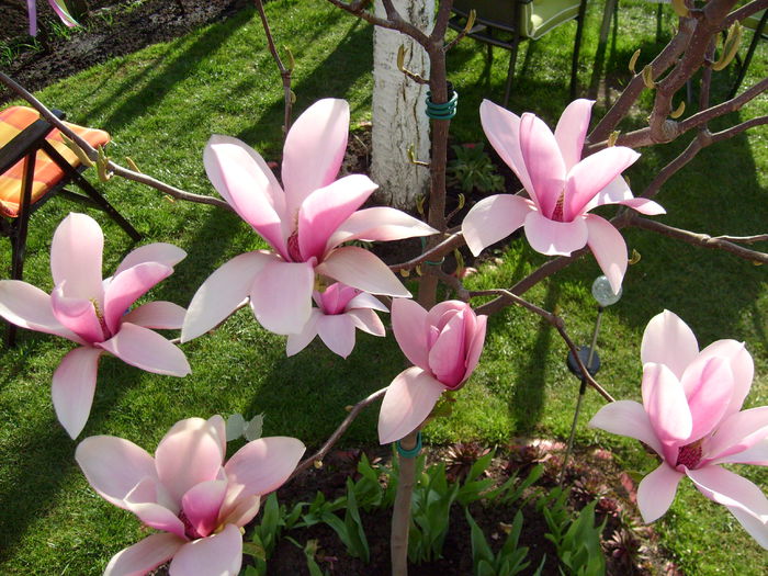 Magnolia Heaven Scent-2015 - Magnolia HEAVEN SCENT pe tulpina inalta -evolutie 2011