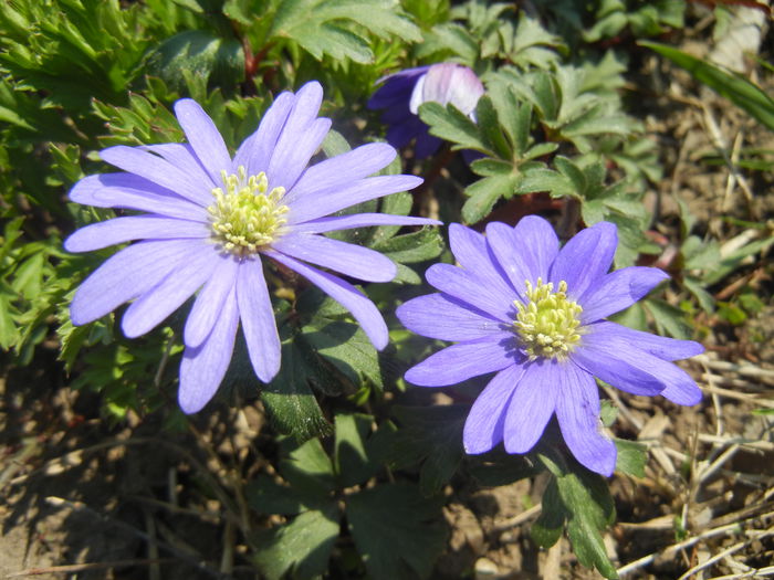 Anemone Blue Shades (2015, April 13) - Anemone Blue Shades